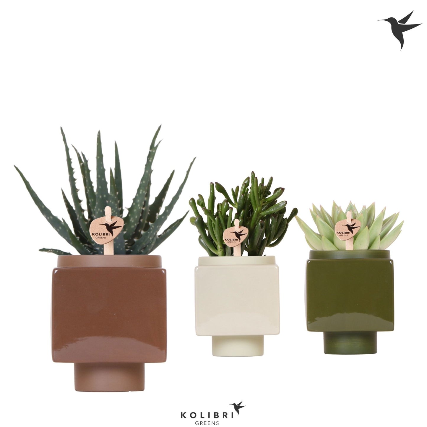 Succulent mix 22cm 9cm Pot