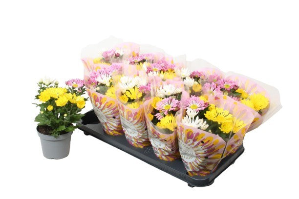 Chrysanthemum carnaval mix 25cm 12cm Pot