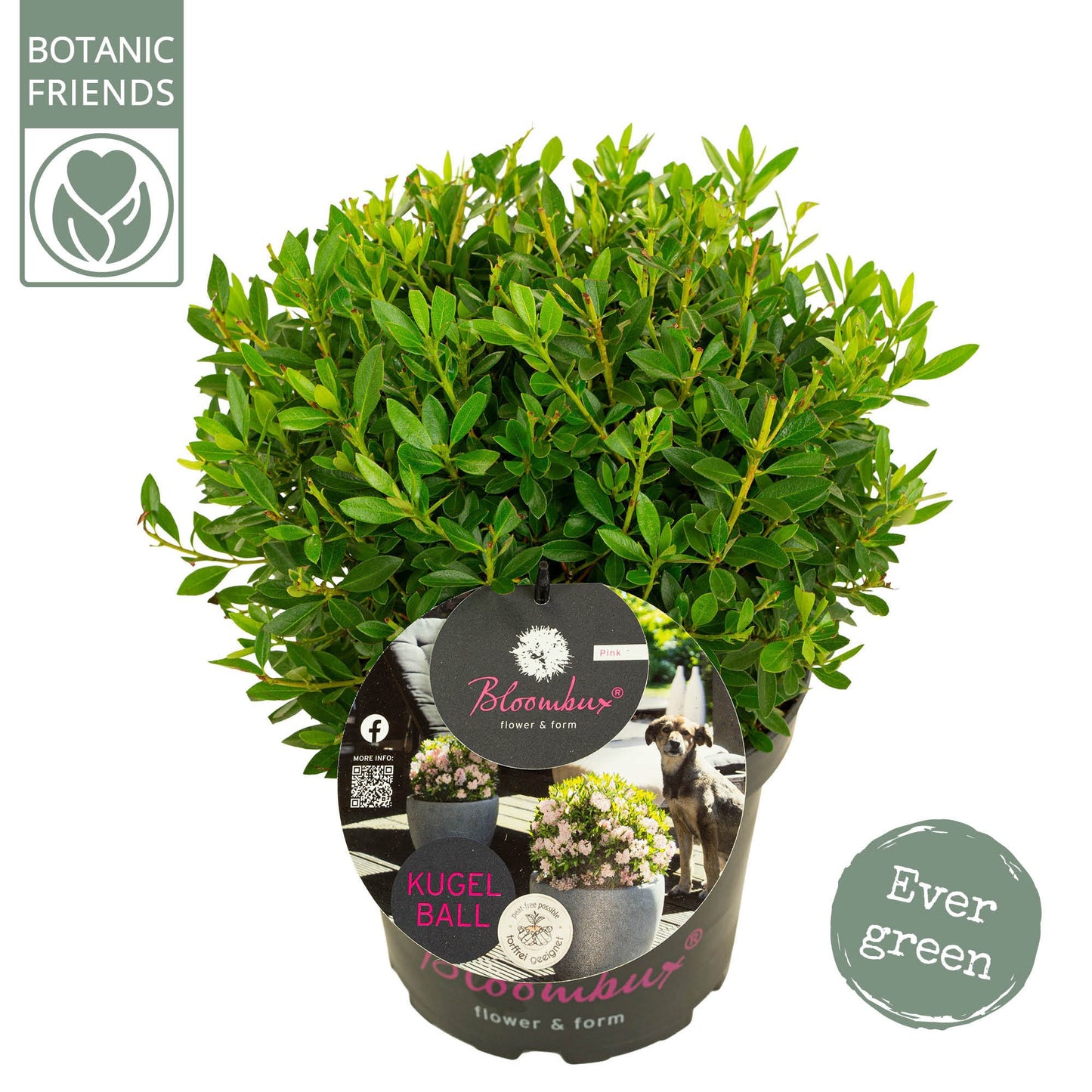 Rhododendron mix 55cm 23cm Pot