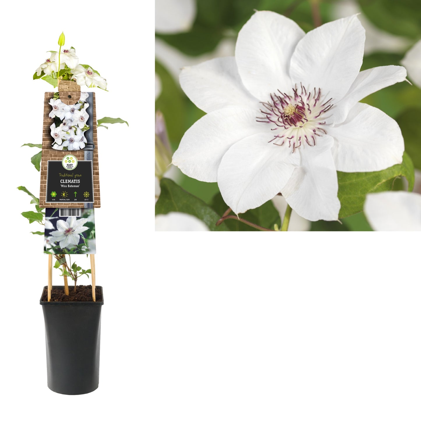 Clematis Miss Bateman 75cm 17cm Pot