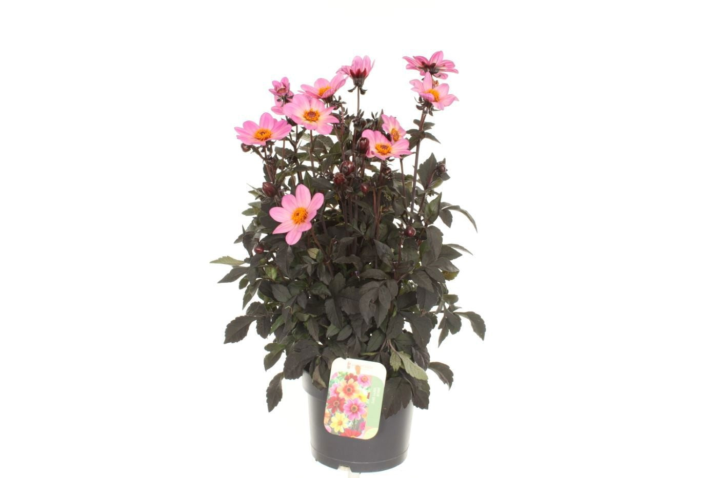 Dahlia Happy Days Pink 60cm 17cm Pot