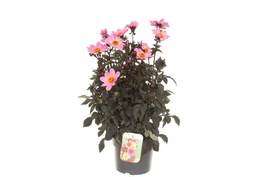 Dahlia Happy Days Pink 60cm 17cm Pot