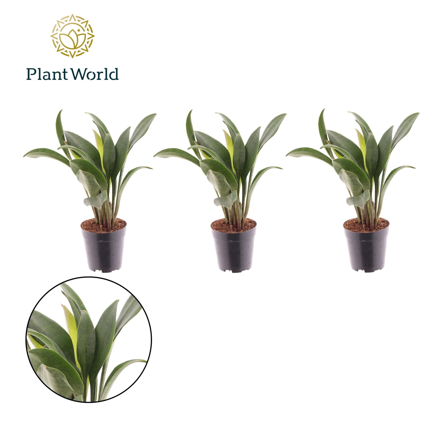 Sansevieria bacularis Mikado 15cm 505cm Pot