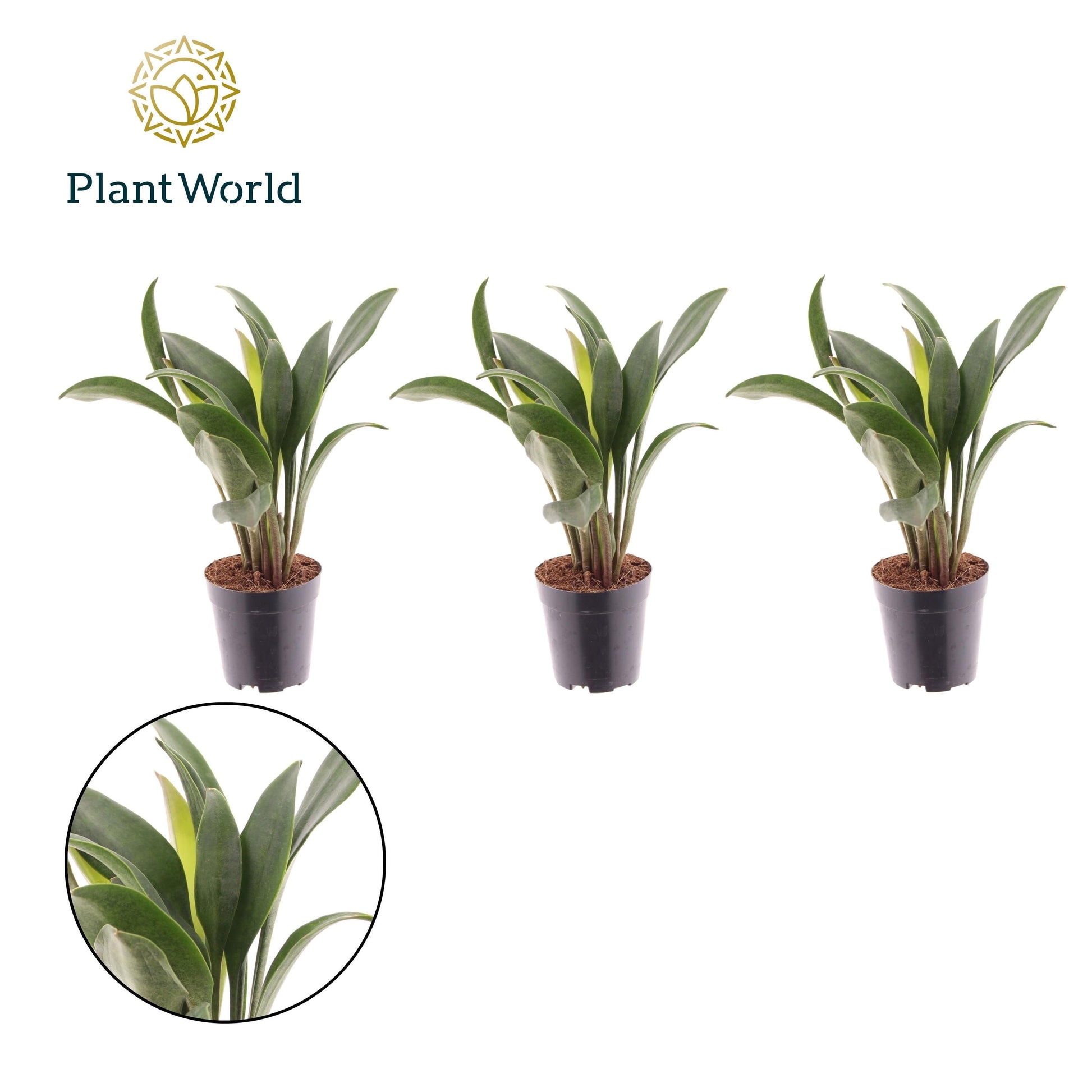 Sansevieria bacularis Mikado 15cm 505cm Pot