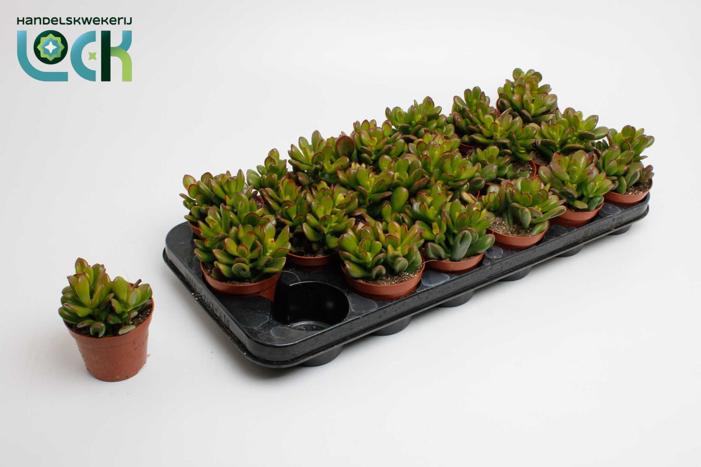 Crassula Convoluta 15cm Special Pot (508)
