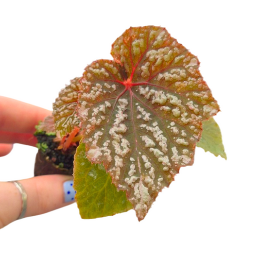 Begonia Cottage Bright Red 15cm 2cm Pot