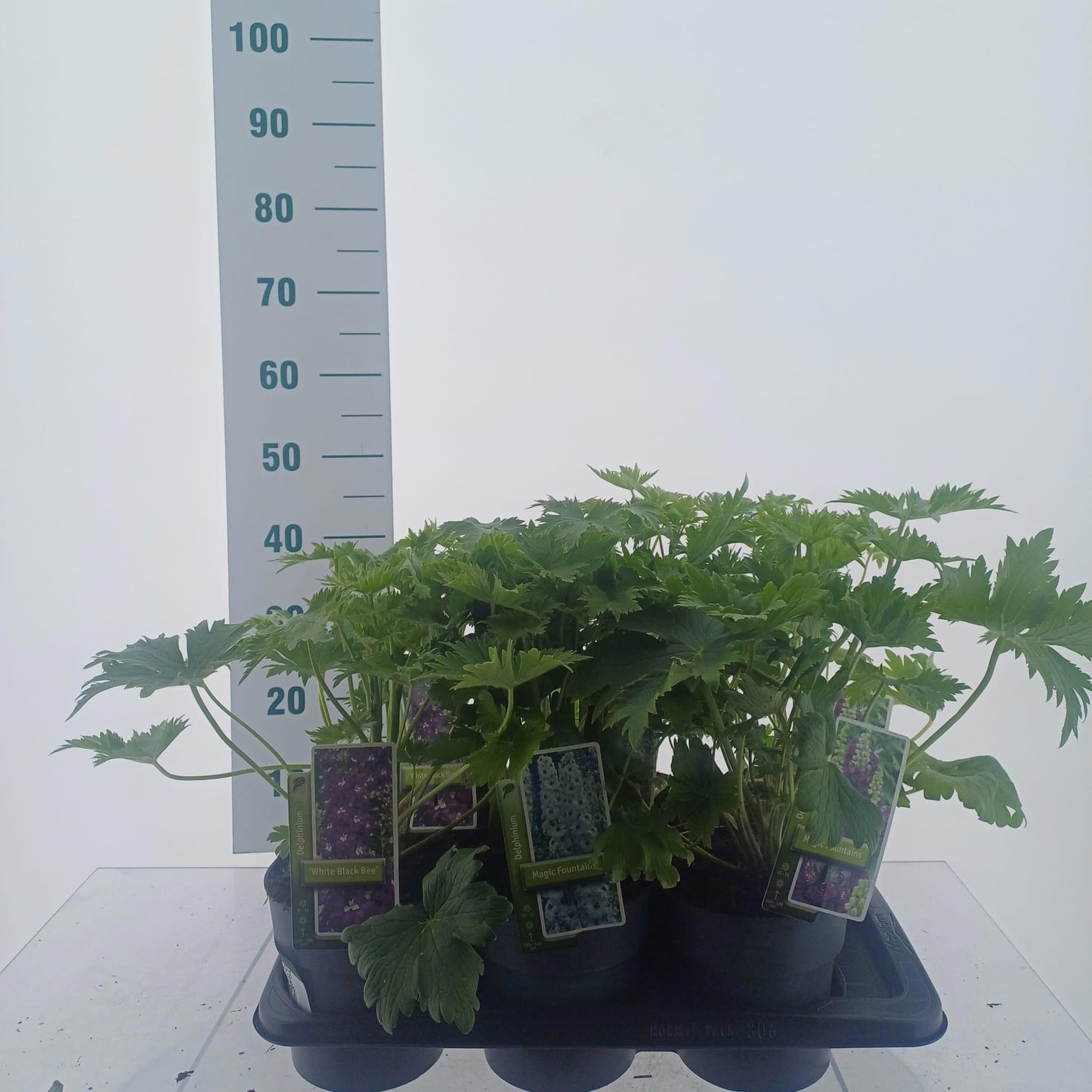 Delphinium mix 40cm 17cm Pot