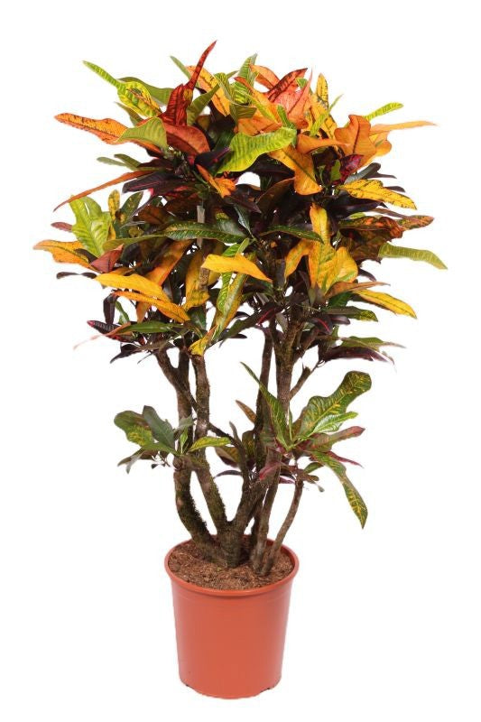 Codiaeum Excellent 130cm 30cm Pot