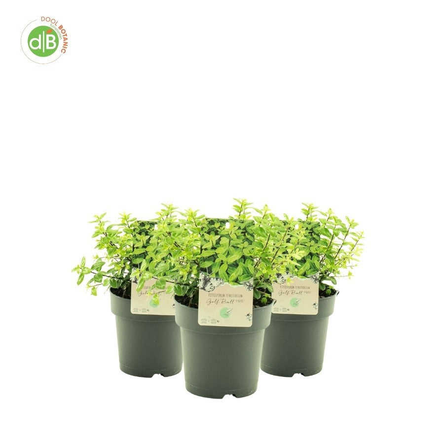 Pittosporum tenuifolium 20cm 15cm Pot