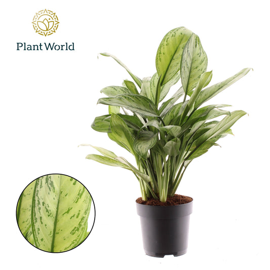 Aglaonema Maria Christina 60cm 17cm Pot