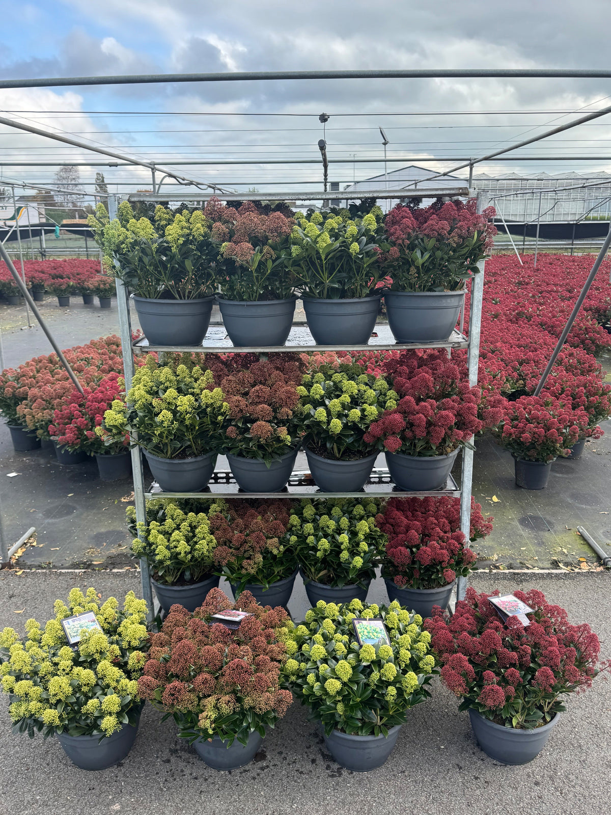 Skimmia 55cm 32cm Pot