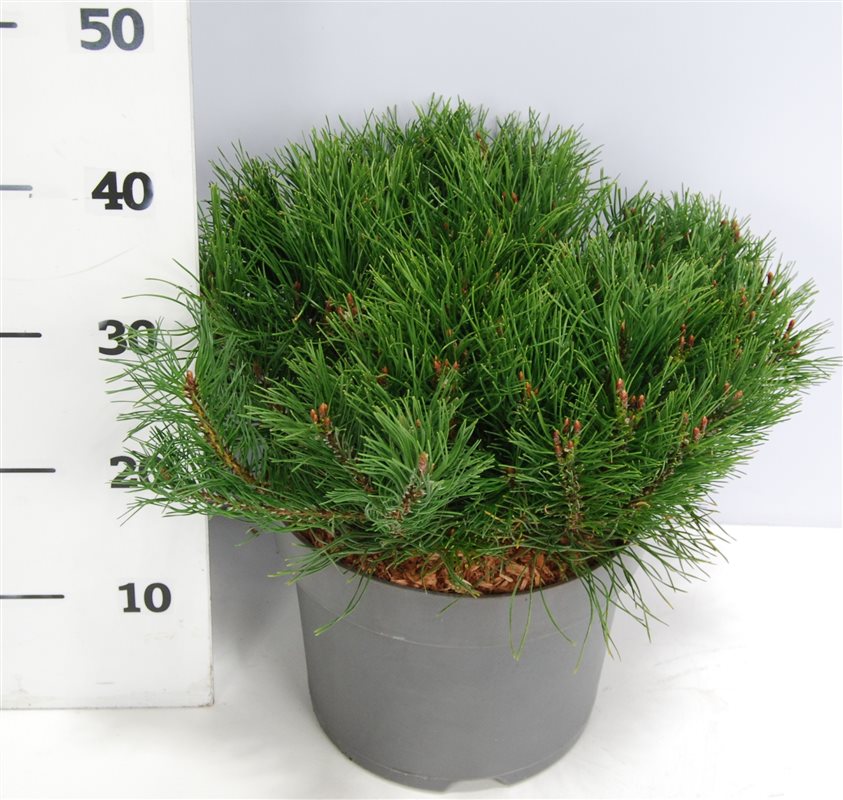 Pinus mugo pumilio 40cm 26cm Pot