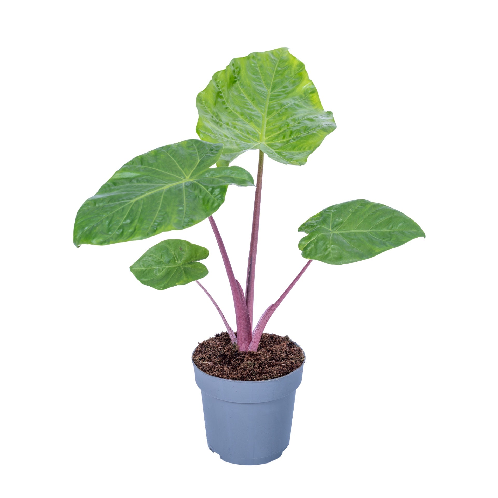 Alocasia amazonica 65cm 17cm Pot