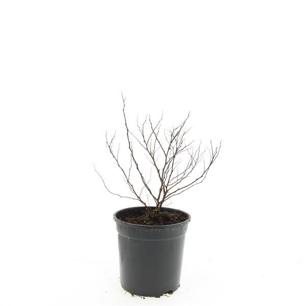 Spiraea japonica Firelight 10cm 14cm Pot