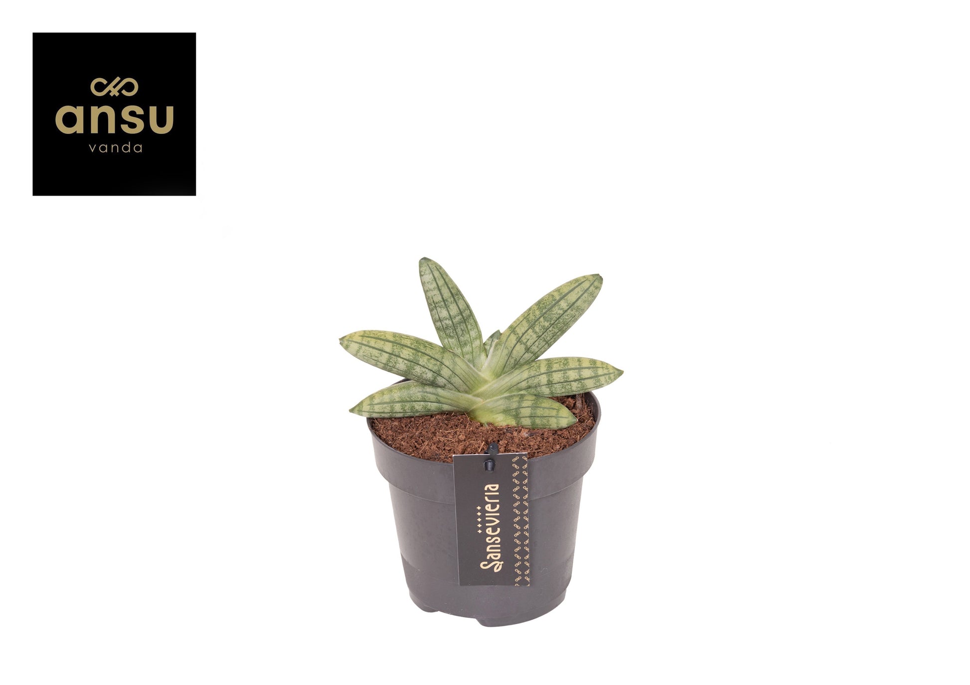 Sansevieria cyl. Inti 20cm 12cm Pot