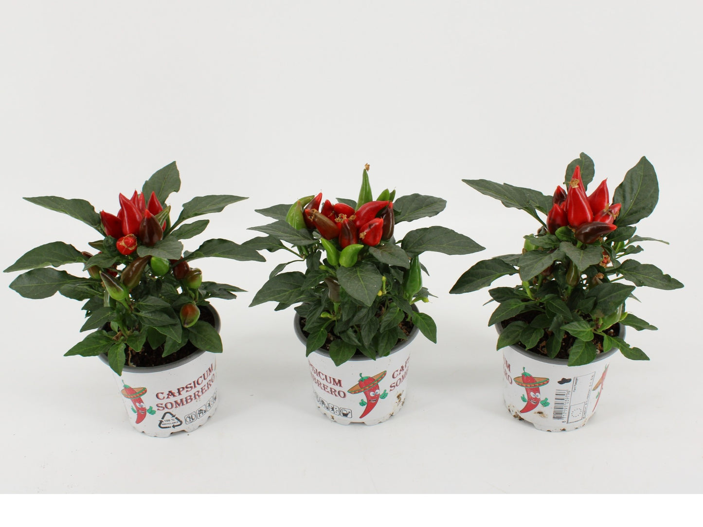Capsicum ann. Favorit Red 25cm 510cm Pot