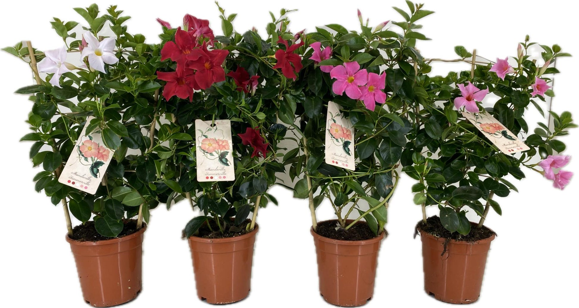 Mandevilla mix 55cm 17cm Pot