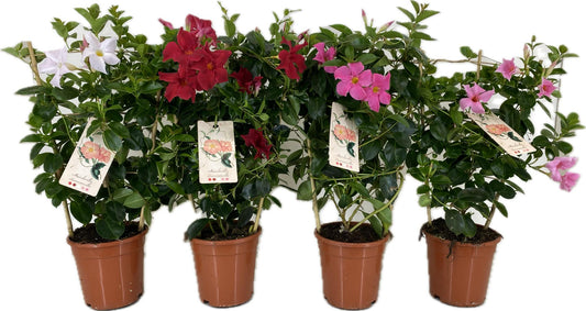 Mandevilla mix 55cm 17cm Pot
