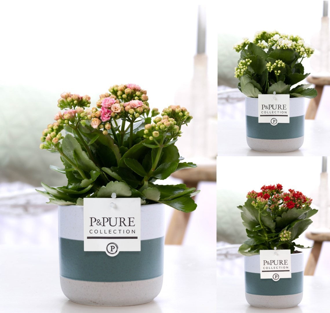 Kalanchoe Rosalina mix 27cm 12cm Pot