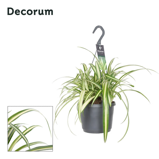 Hillplant BV Chlorophytum Variegated Pack of 4