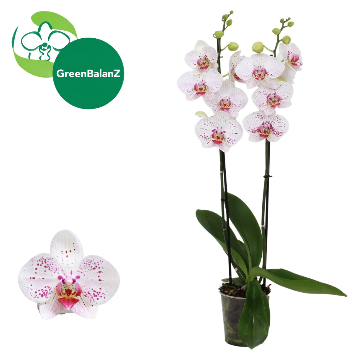 Phalaenopsis Bohemian Goya 55cm 12cm Pot