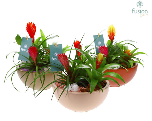 arr. Bromelia 25cm 18cm Pot