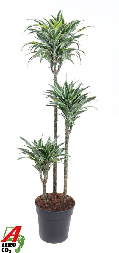 Dracaena fragrans Surprise 140cm 24cm Pot