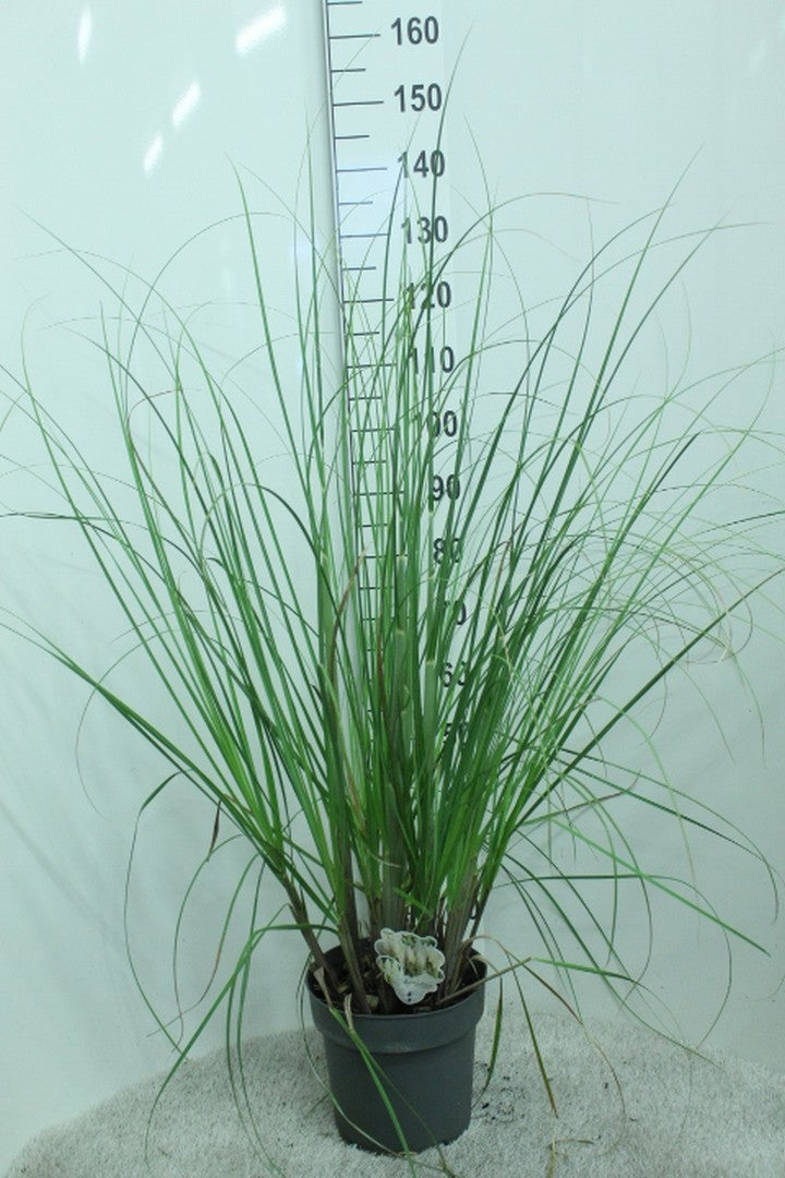 Cortaderia selloana 140cm 29cm Pot