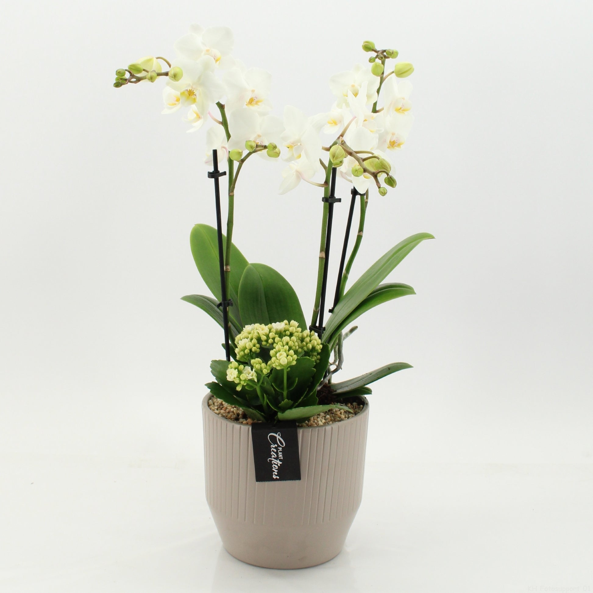 PHAL-2662W Phalaenopsis creatie 55cm 16cm Pot