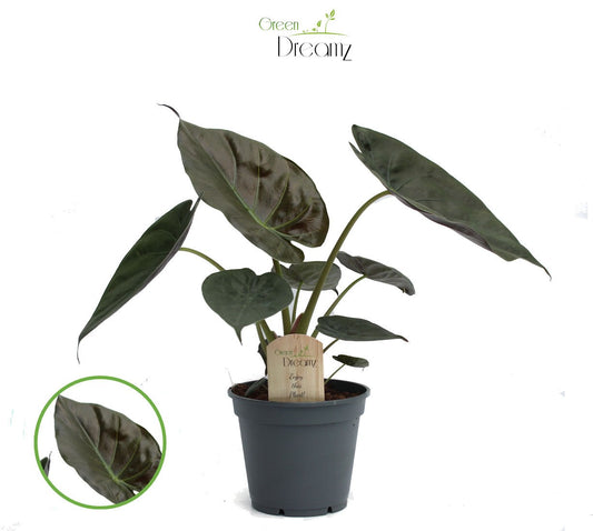 Alocasia wentii 60cm 17cm Pot
