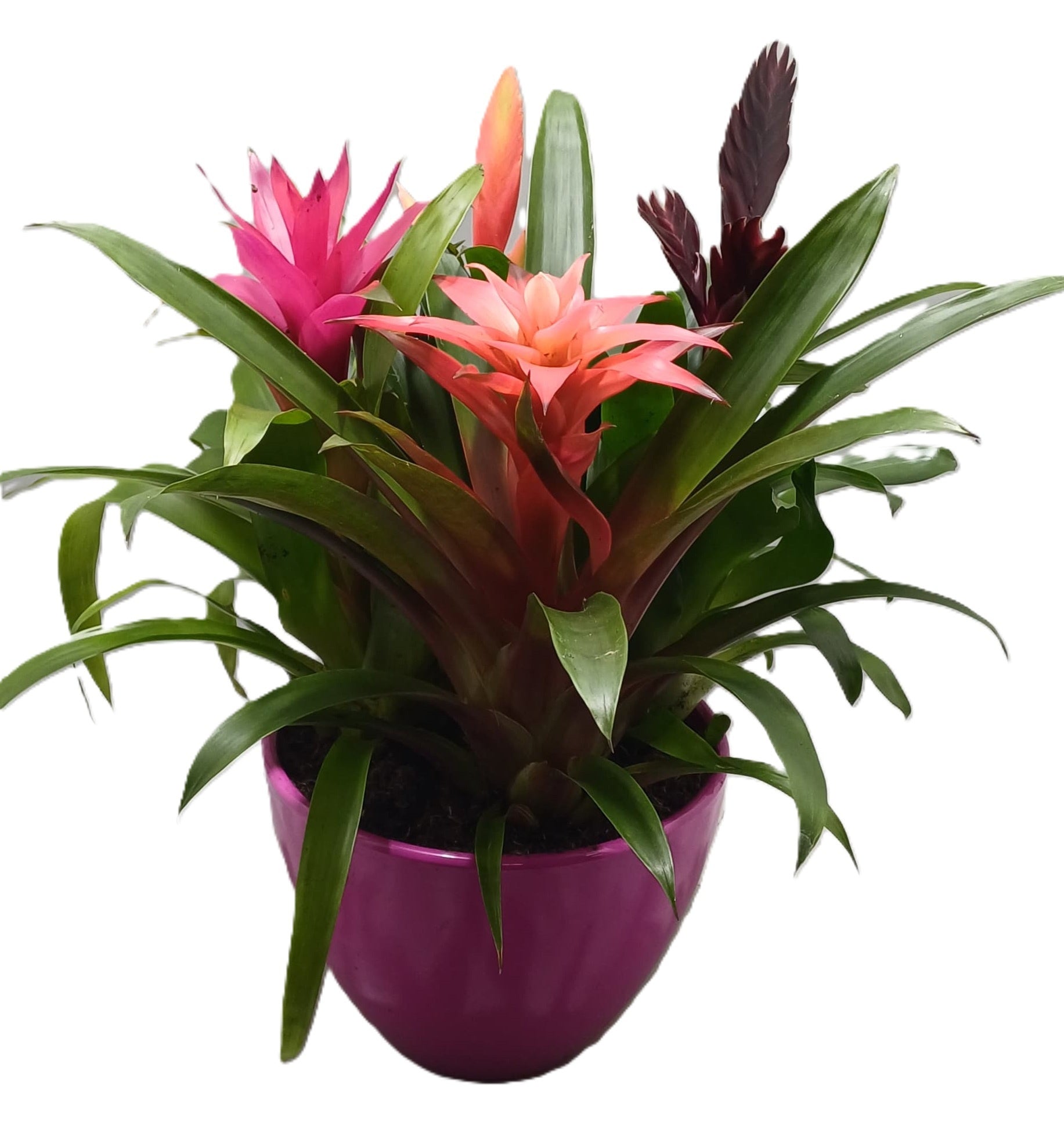 arr. Bromelia 55cm 23cm Pot