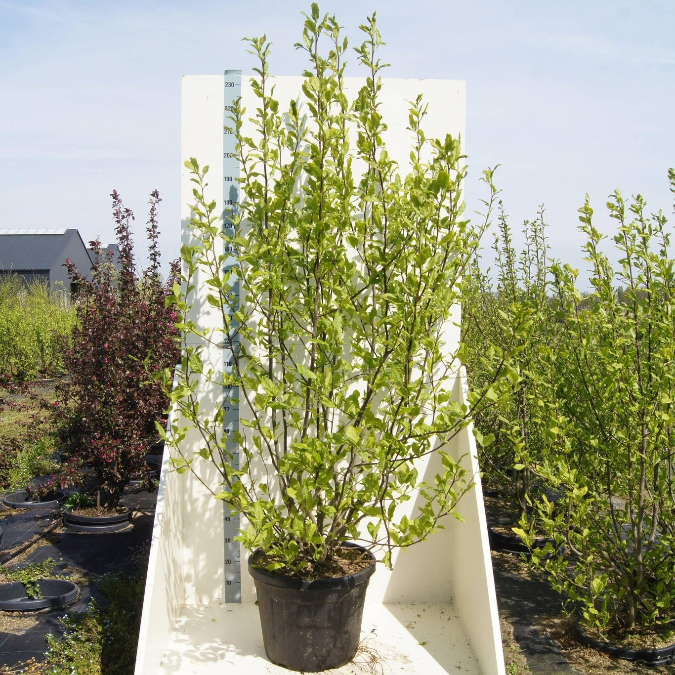 Magnolia kobus 240cm 55cm Pot
