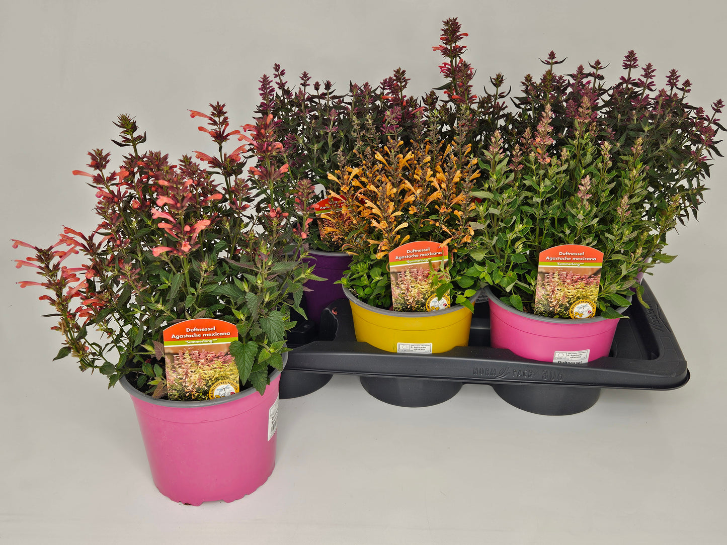 Agastache mexicana 32cm 17cm Pot