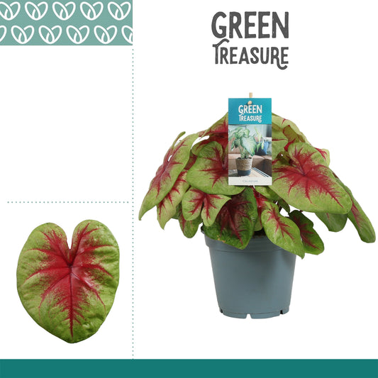 Caladium 'Lemon Blush' 40cm 17cm Pot