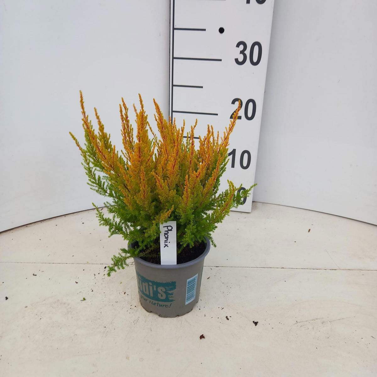 Erica gr. Heidi´s Phönix 25cm 12cm Pot