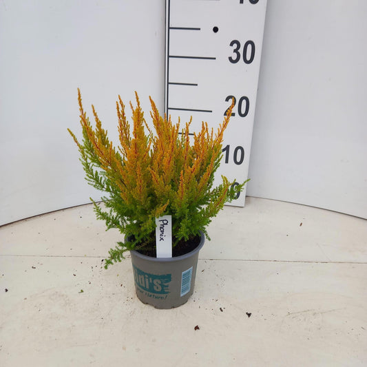 Erica gr. Heidi´s Phönix 25cm 12cm Pot