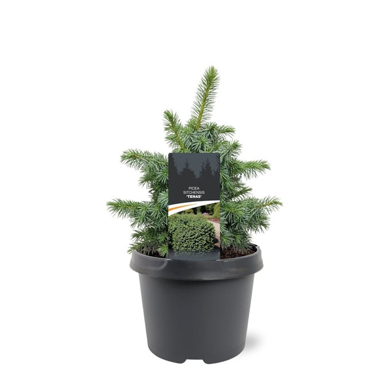 Bremmer Boomkwekerijen Picea Pack of 1