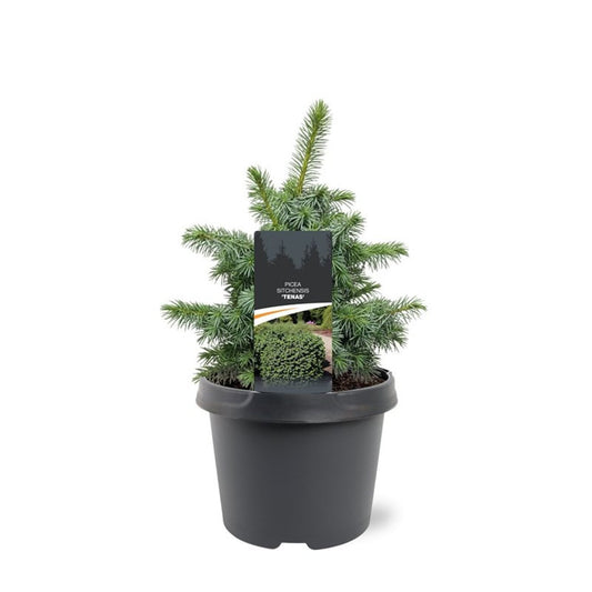 Bremmer Boomkwekerijen Picea Pack of 1
