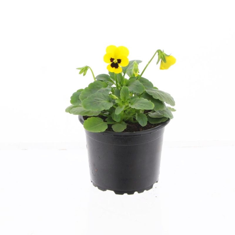 Viola corn. Callisto Yellow with Blotch 15cm 9cm Pot
