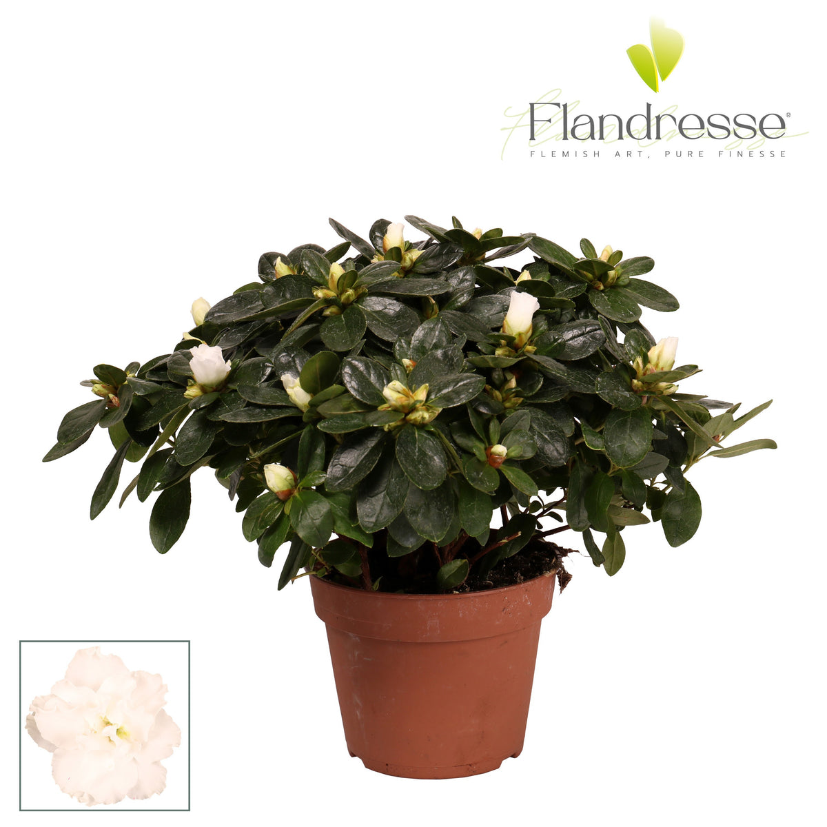 Rhododendron simsii white 30cm 14cm Pot