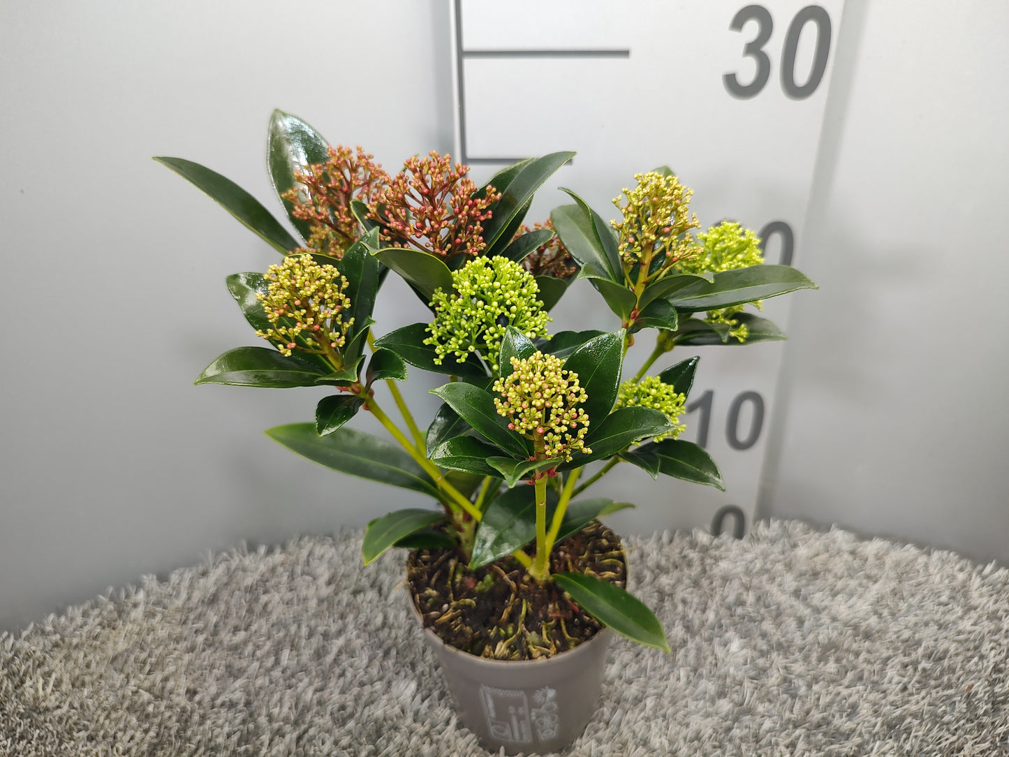 Skimmia japonica mix 30cm 10.5cm Pot