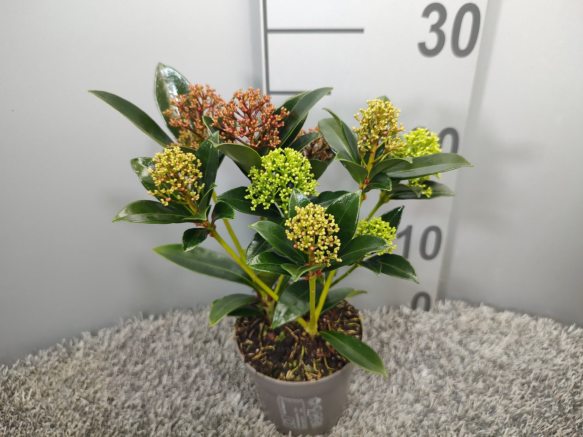 Skimmia japonica mix 30cm 10.5cm Pot
