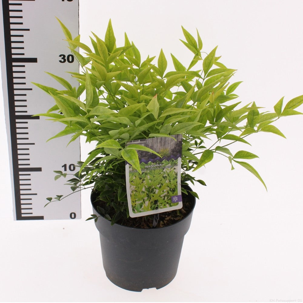 Nandina dom. Lemon & Lime 50cm 17cm Pot