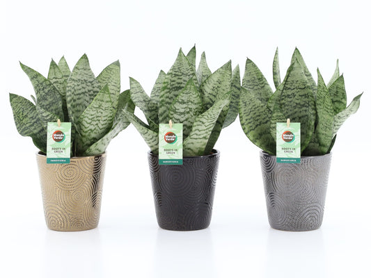 Sansevieria Black Coral 35cm 13cm Pot