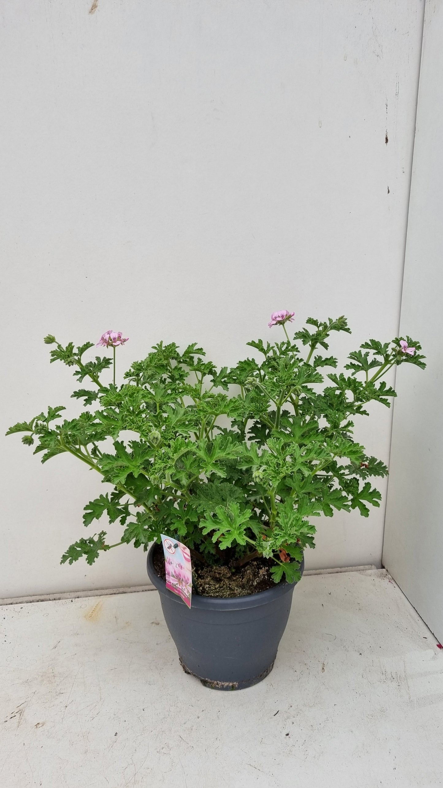 Bruinen BV, Hkw. Pelargonium graveolens Pack of 1