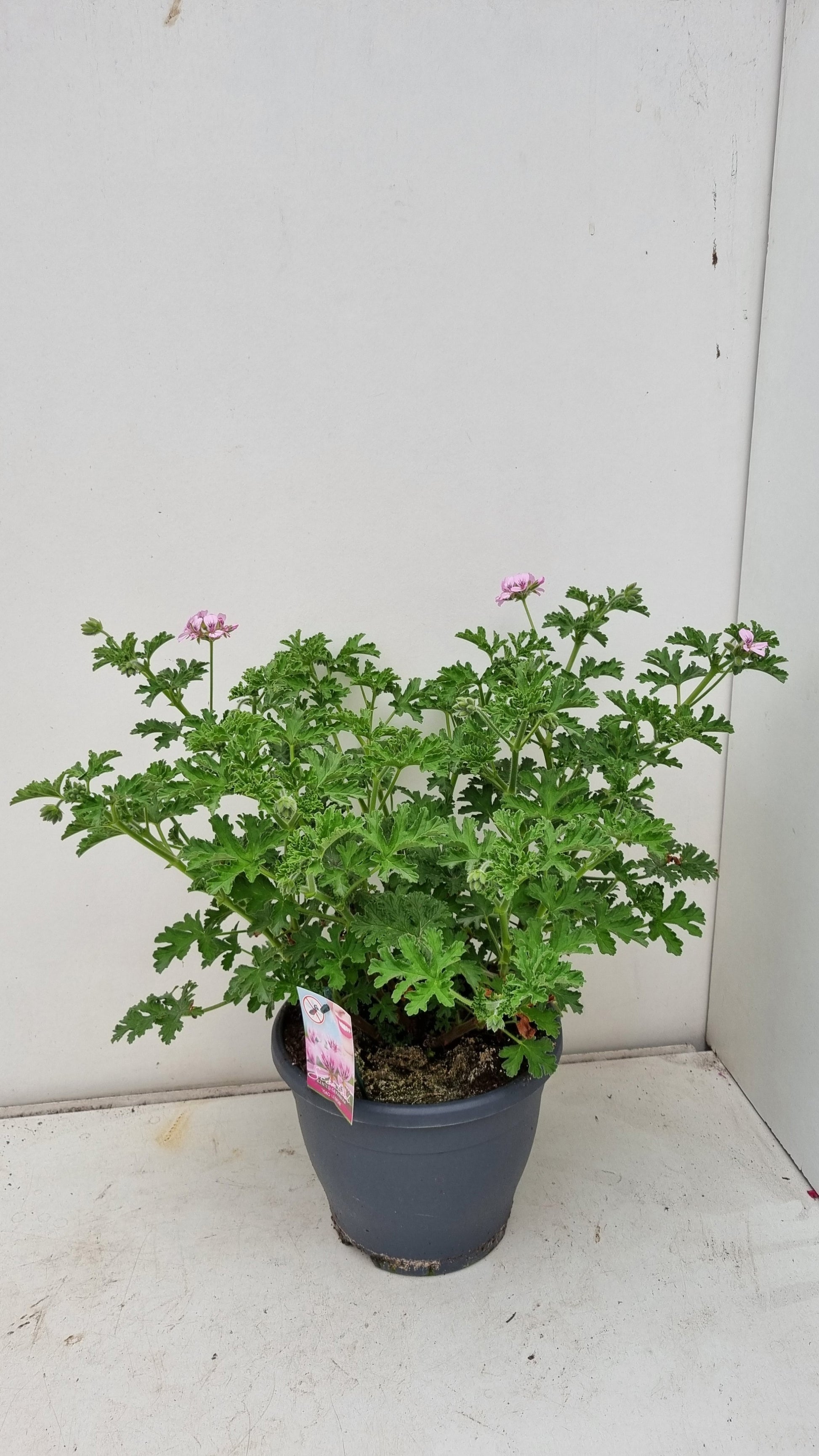 Bruinen BV, Hkw. Pelargonium graveolens Pack of 1