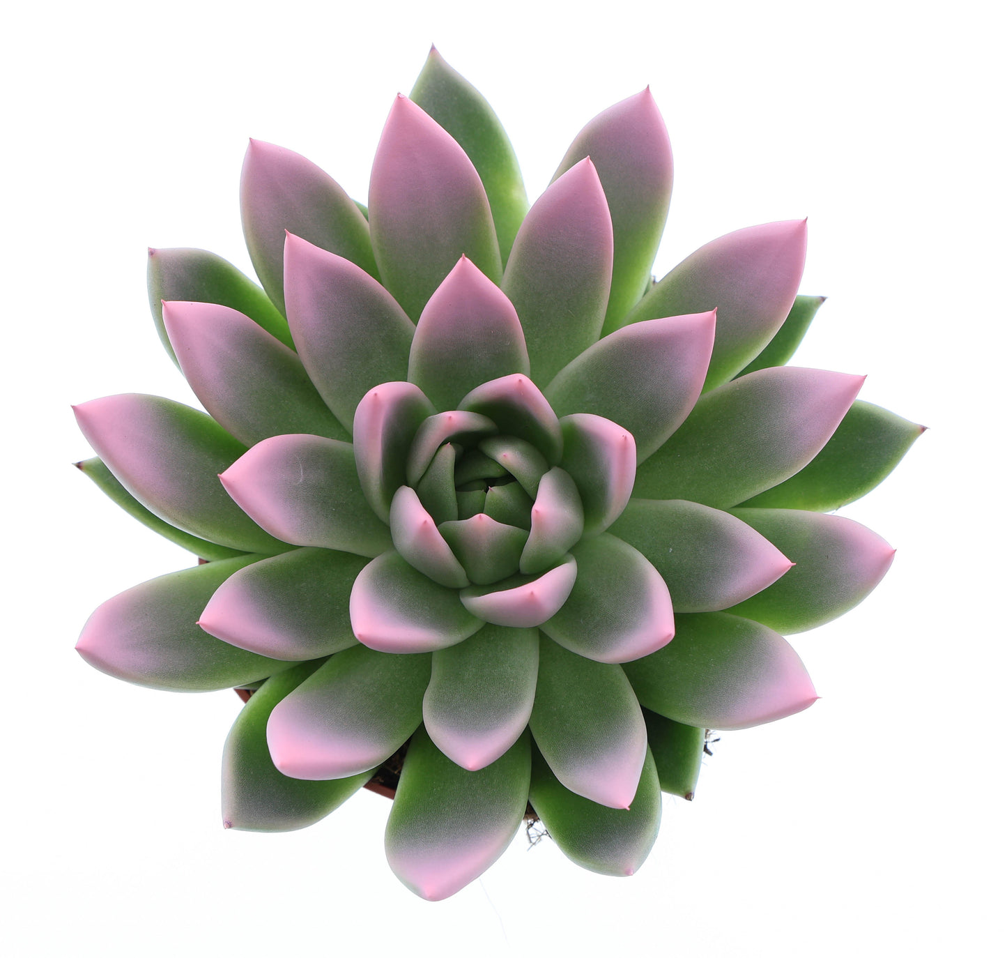 Euro Cactus Holland Bv Miranda tips rose Pack of 6