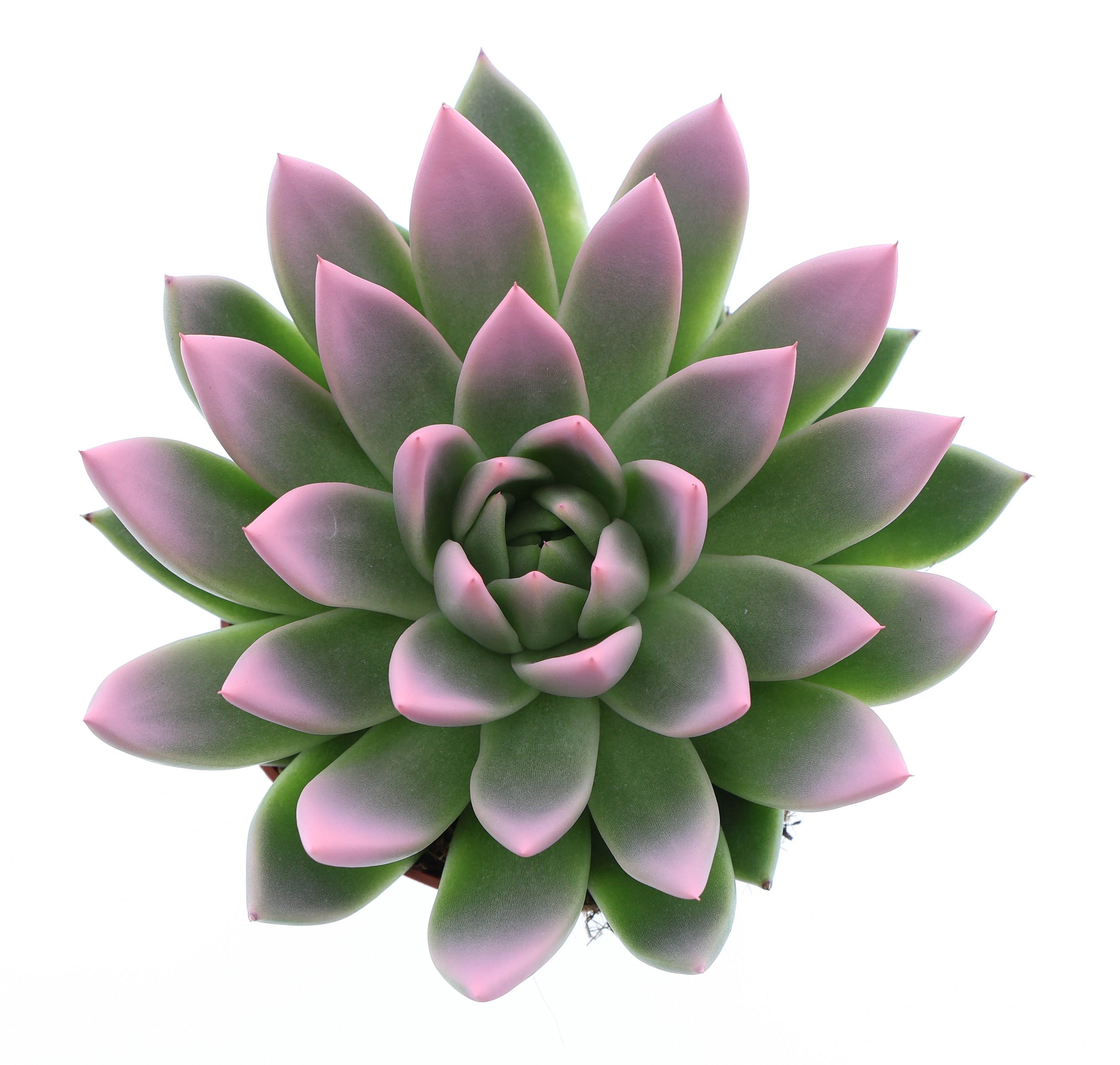 Euro Cactus Holland Bv Miranda tips rose Pack of 6