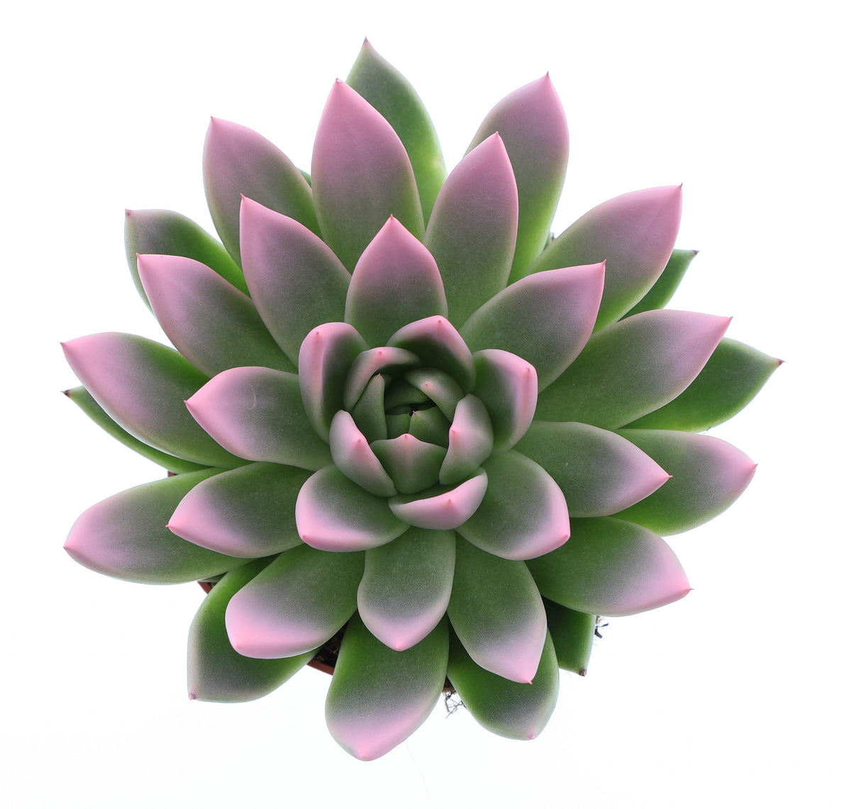 Miranda tips rose 15cm 12cm Pot
