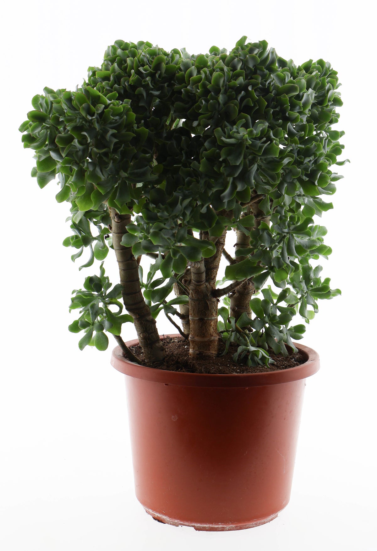 Crassula arborescens 70cm 32cm Pot